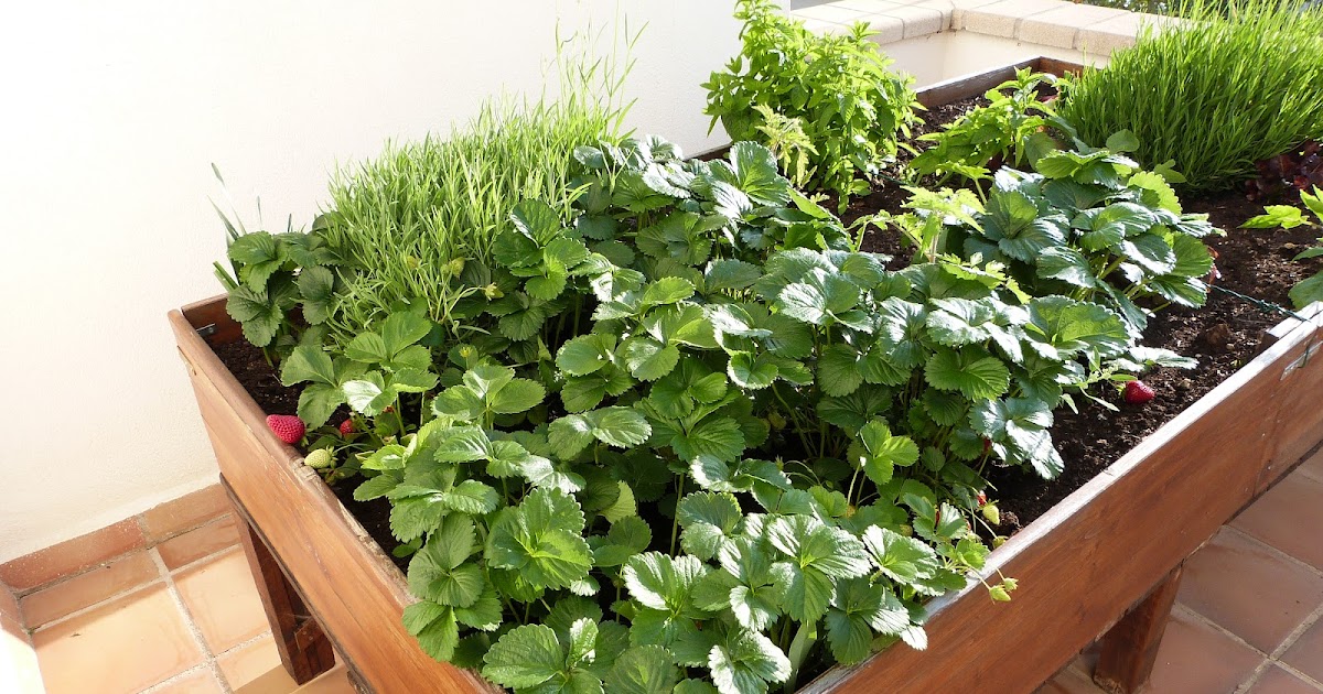 Las Flores de mi Jardín: FRESAS