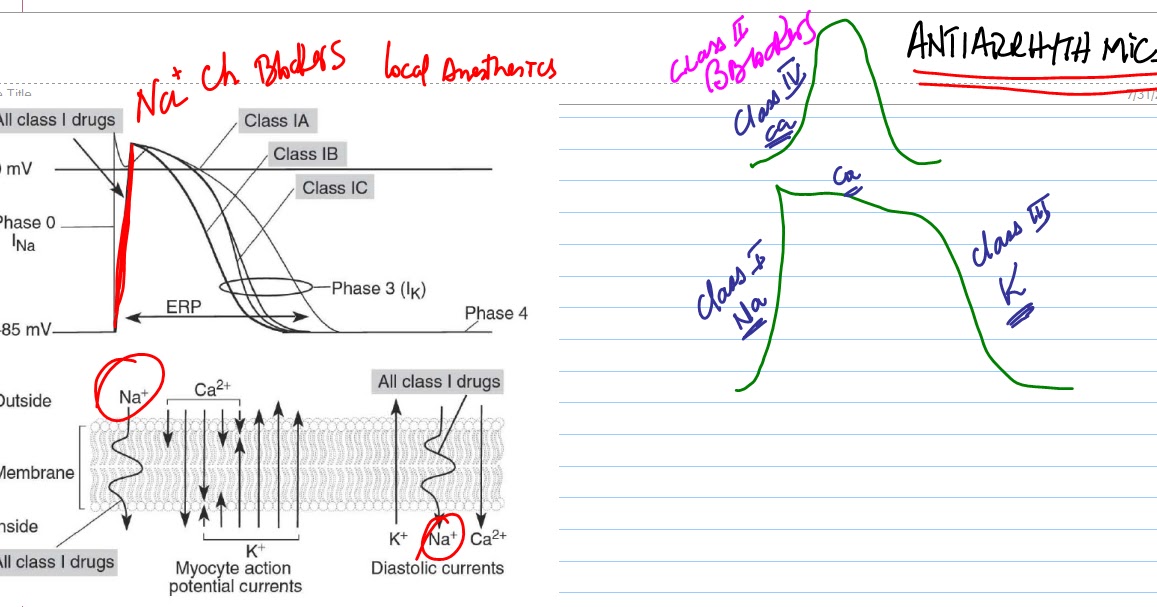 Quike & Vivi's World: Antiarrhythmics