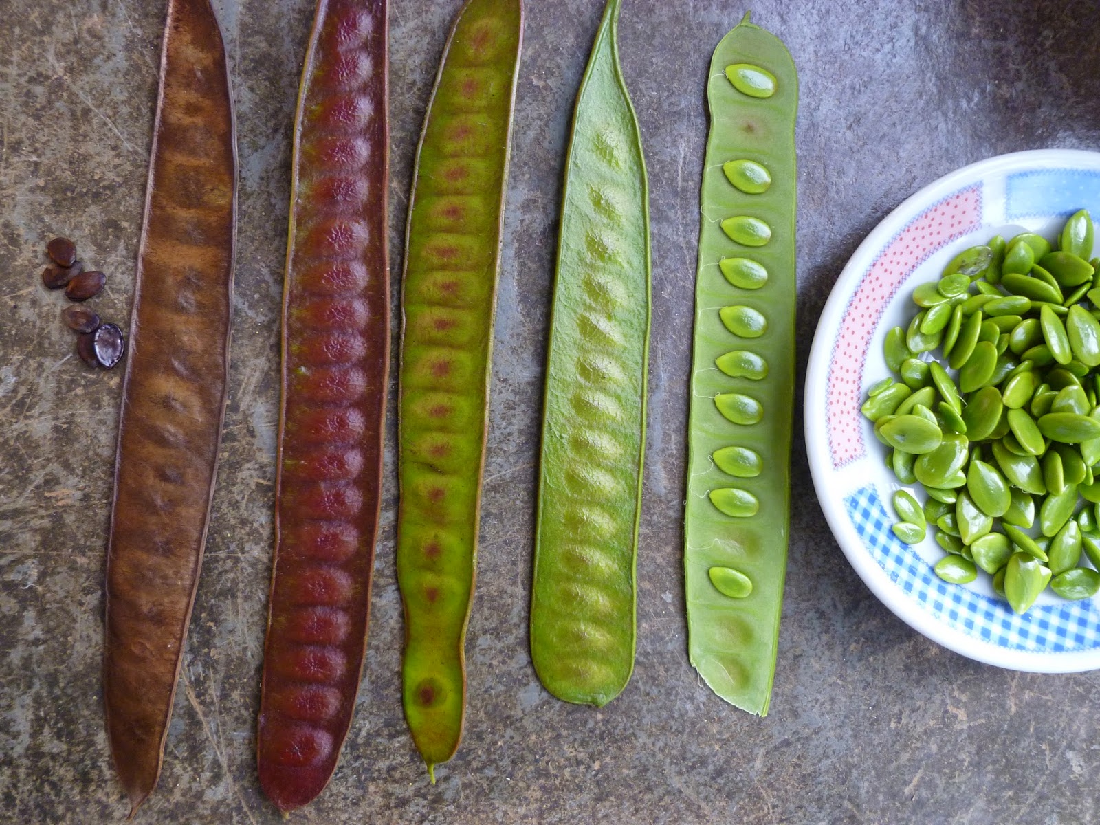 . Los Guajes Mexicanos É feijão e é tempero