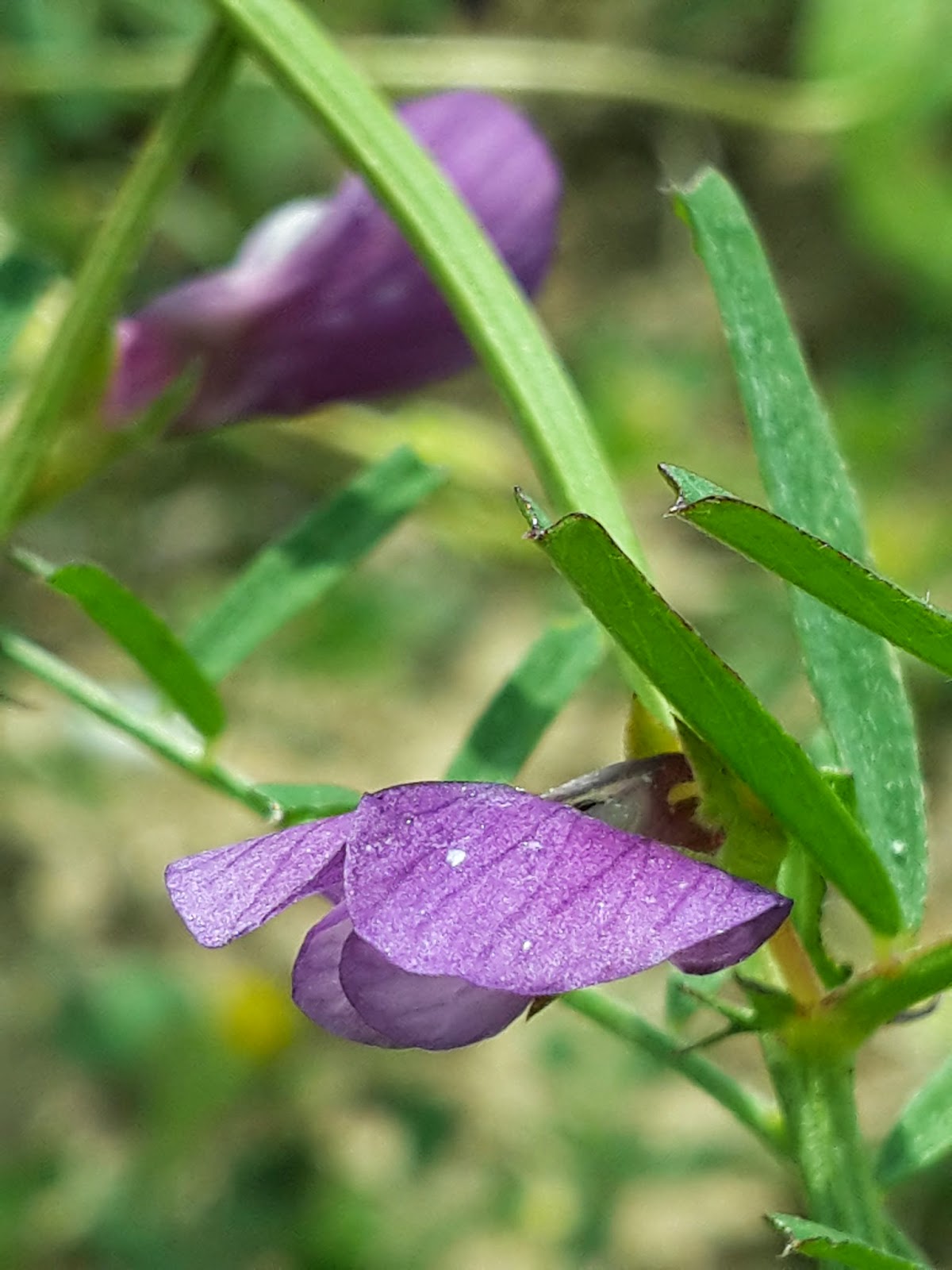 Safranbolu'da Safran ve Arı