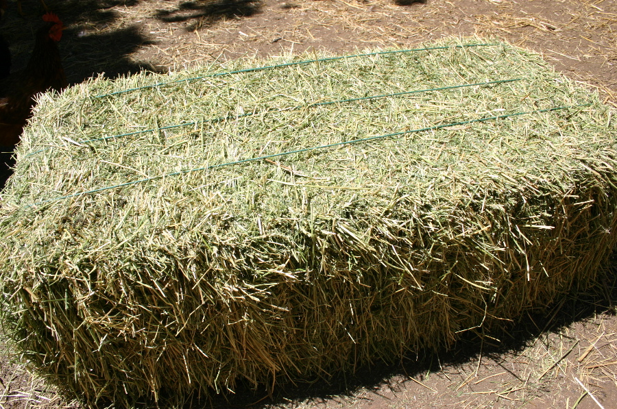 Seedyeggs Alfalfa, to Nourish and Entertain your Chickens