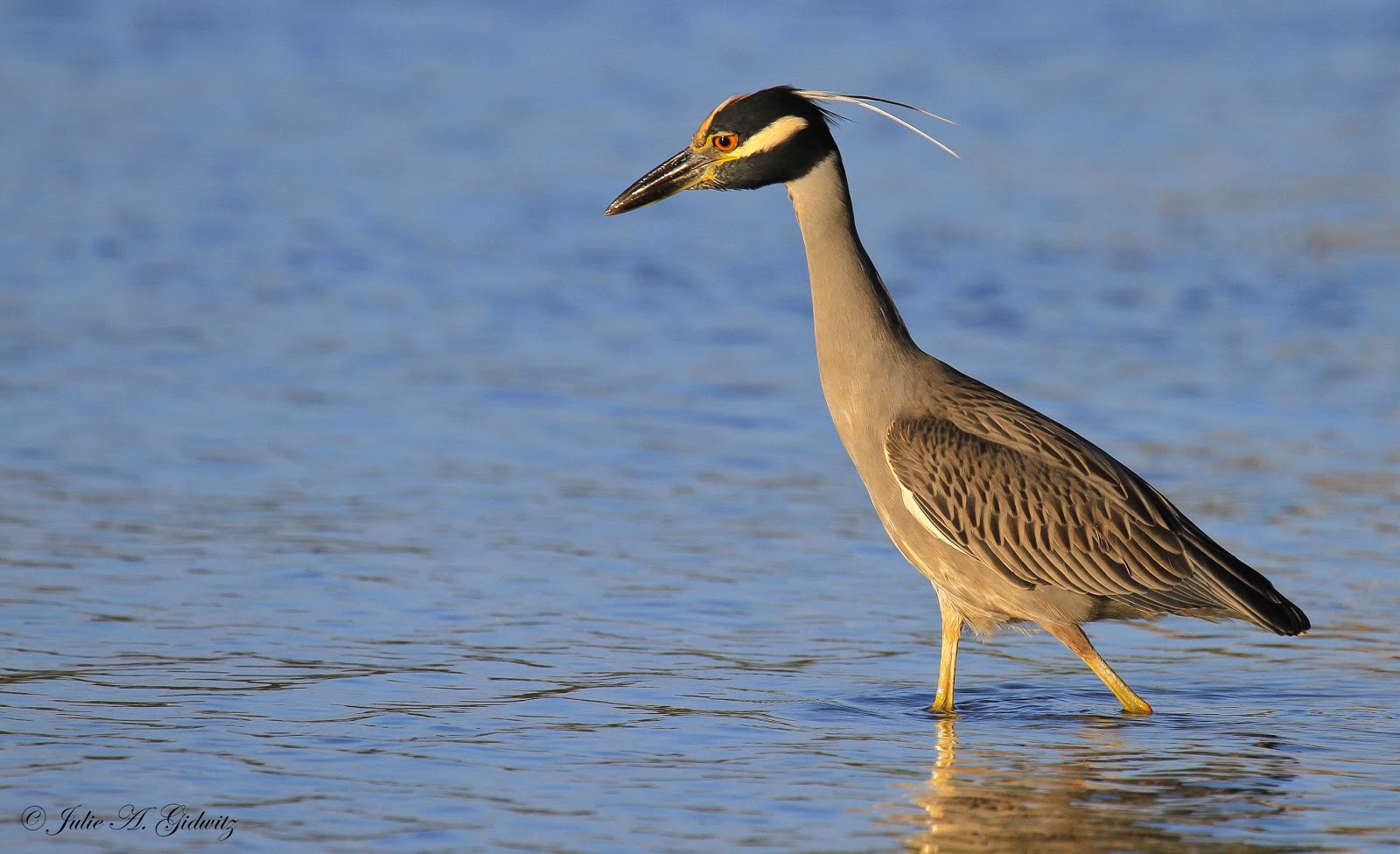 Birding Is Fun! Birds of the Sarasota Area