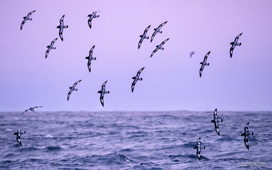Flying birds - Cold Yet Beautiful Photos Of Antarctica Taken By AirPano Flying birds - Cold Yet Beautiful Photos Of Antarctica Taken By AirPano