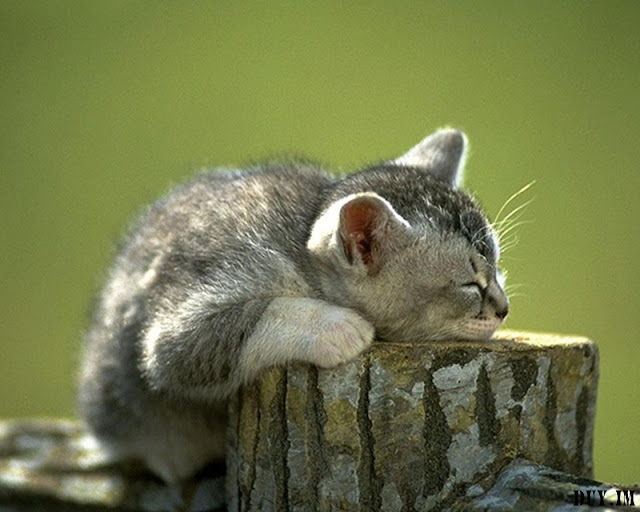 cute+cats+wallpaper029