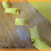 Saccottini di pasta fatta in casa con ripieno di ricotta e rosole