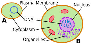 mrs 39 s biology class chapter 3 1 3 2 animal cells vs plant cells venn diagram