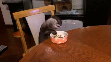 Funny animal gifs - part 113 (10 gifs), otter eats at table
