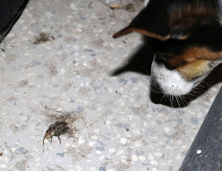 Louise looking at a spider Louise looking at a spider