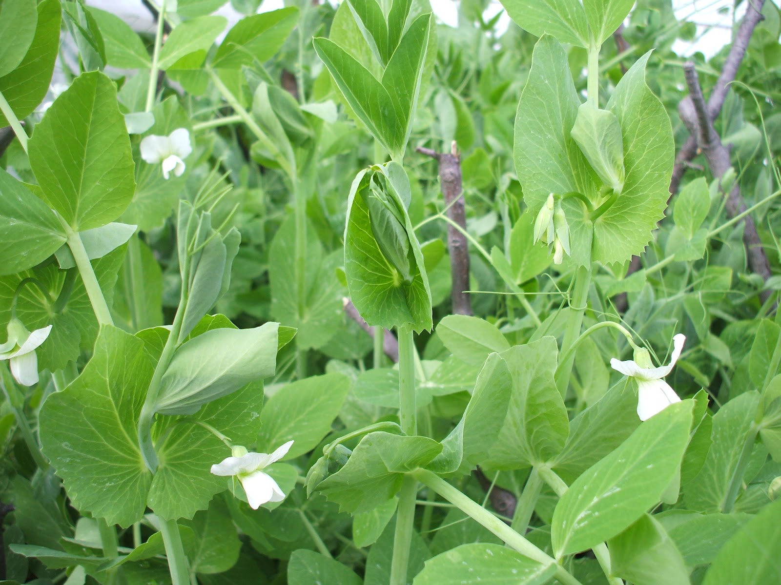 Suburban Gardeness Cauliflower and Blooming Peas