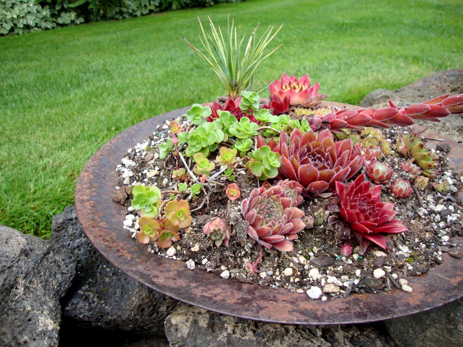 danger garden Percolating…