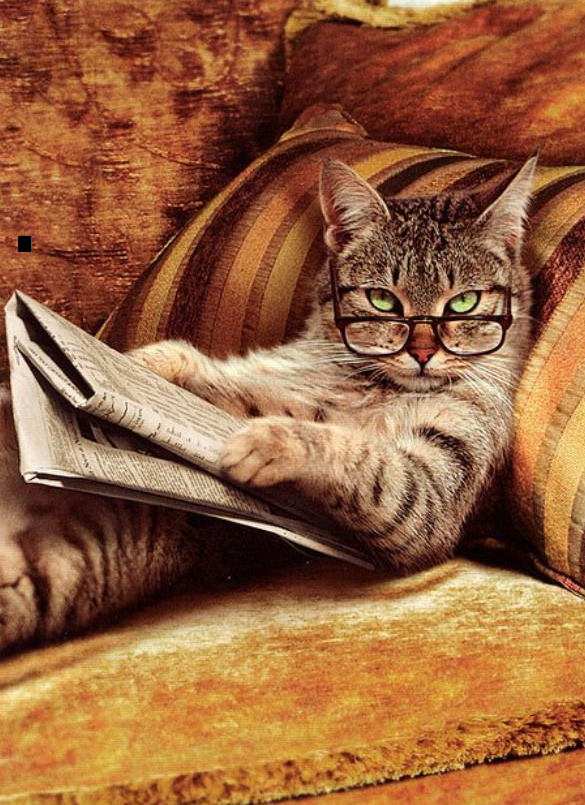 Cat Reading Newspaper Funny cats