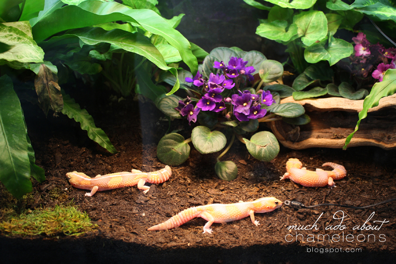 live plants bioactive bearded dragon