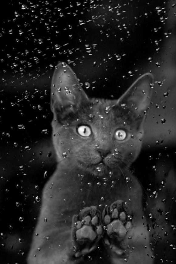rain cats and dogs rain cats and dogs