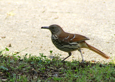 Marie Bird Found Dead In Dorm Room Marie Bird Found Dead In Dorm Room