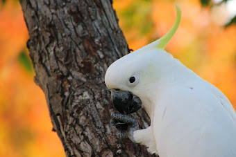 Cockatoo