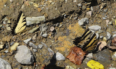 Appalachian Tiger Swallowtail, Papilio appalachiensis