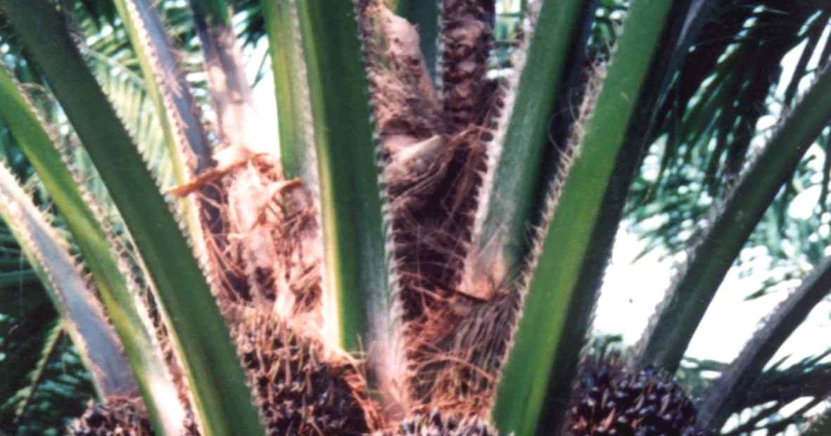 ginafa kebun sawit ginafa kebun sawit