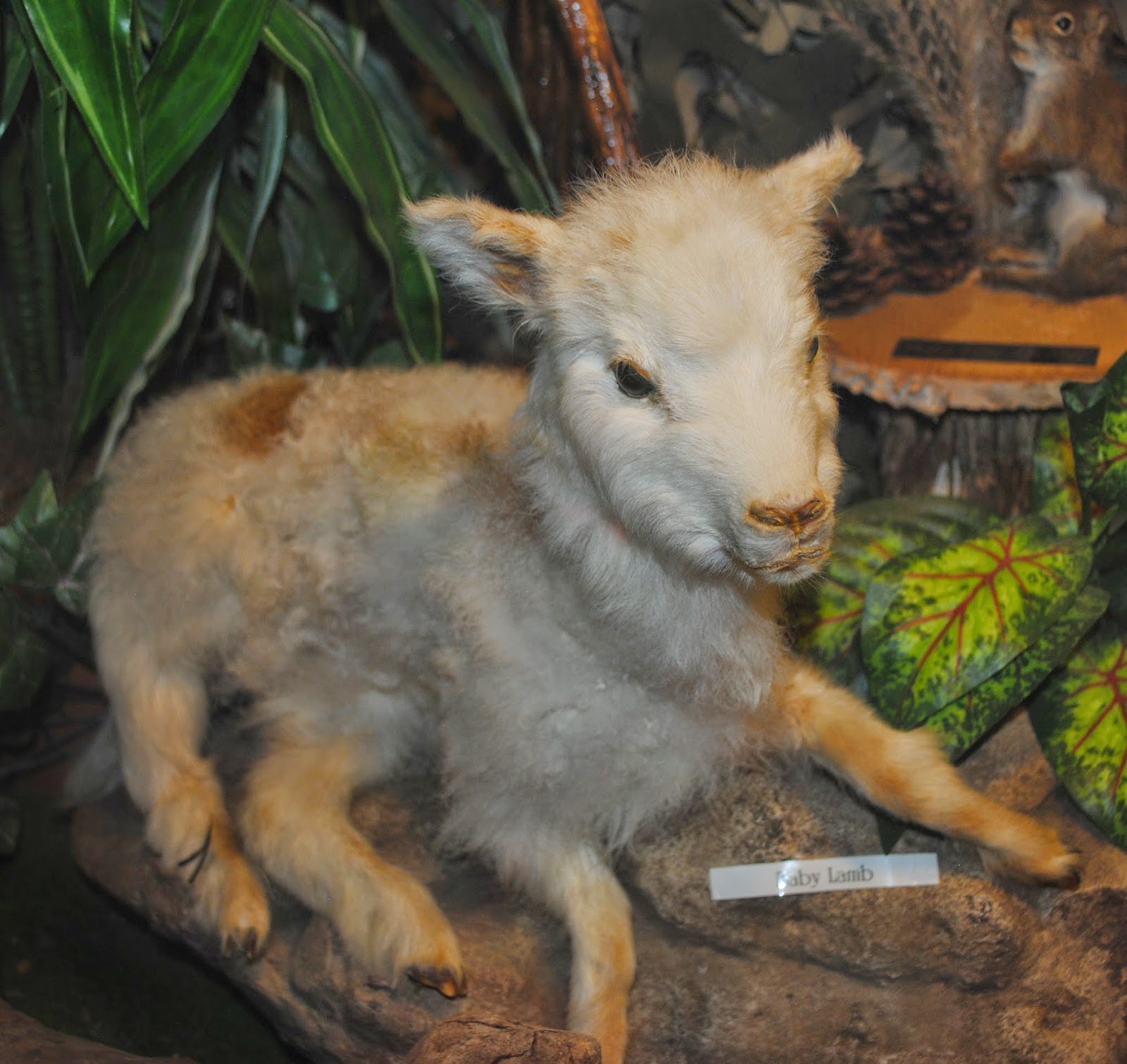 At North Carolina's only Taxidermy Hall of Fame and Creation Museum, there  are no definitive answers - Roadtrippers