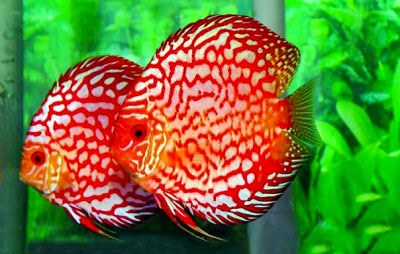 Ikan Hias Air Tawar Ikan Hias