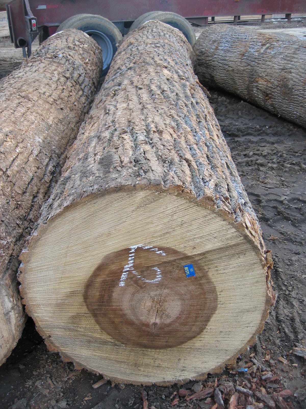 Poplar Logs July 2014