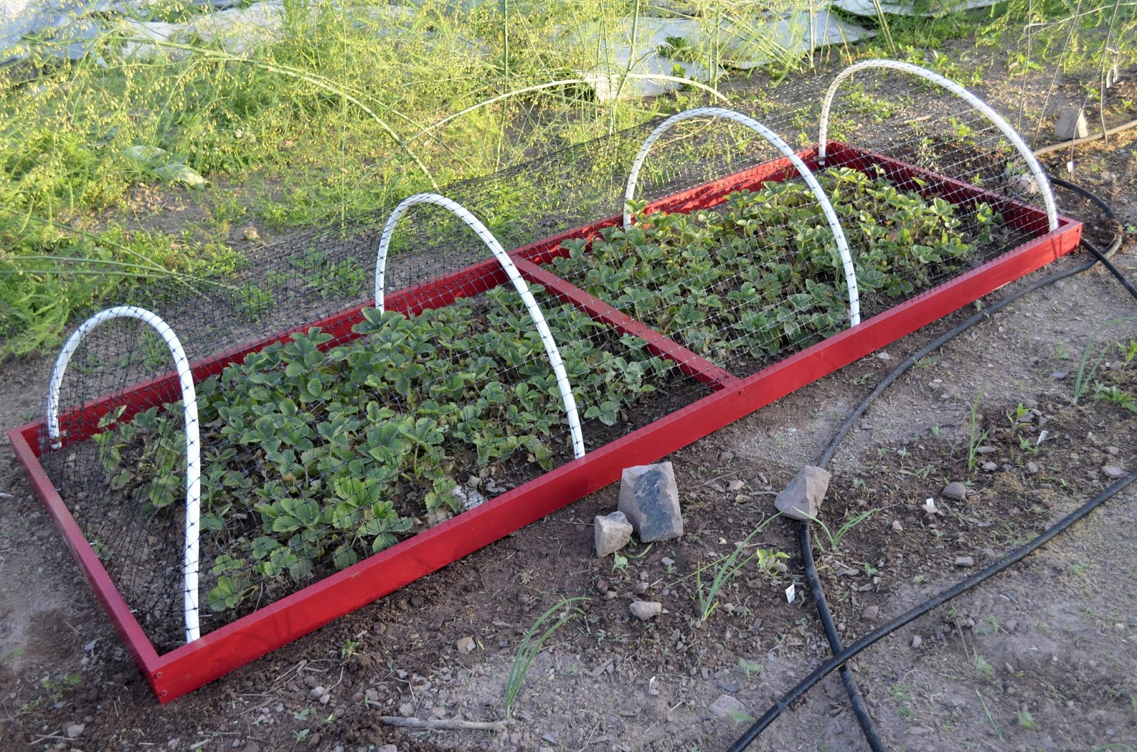 Easy Strawberry Cage Journey to Eve