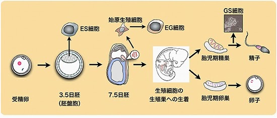 真理は美しい( Truth is Beautiful ...
