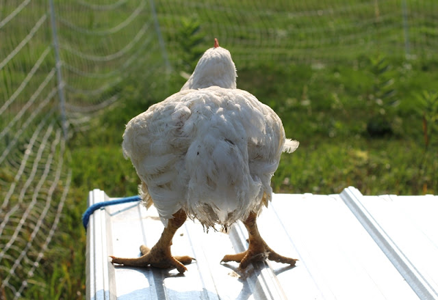Broiler chick day 56