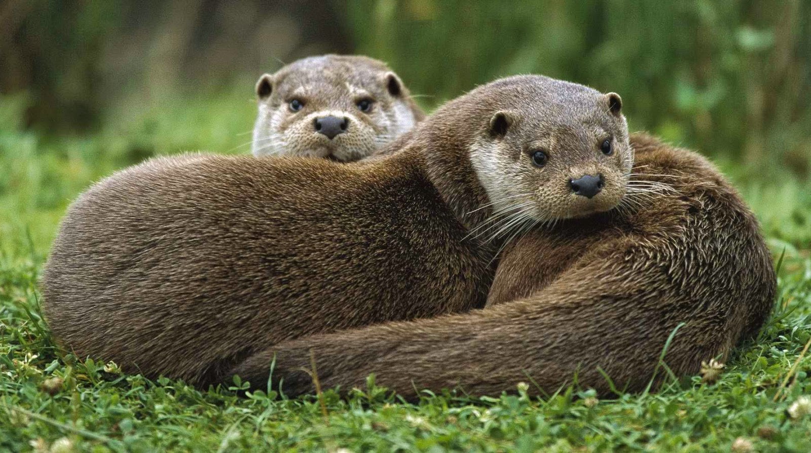 Imagenes De Animales Nutrias | nutrias fotos de naturaleza animales paisajes Imagenes De Animales Nutrias | nutrias fotos de naturaleza animales paisajes