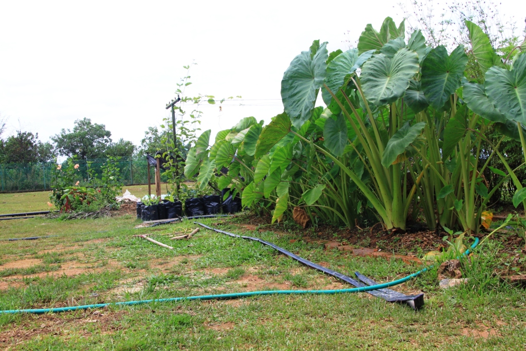 My little vegetable garden: Keladi, the focal point.