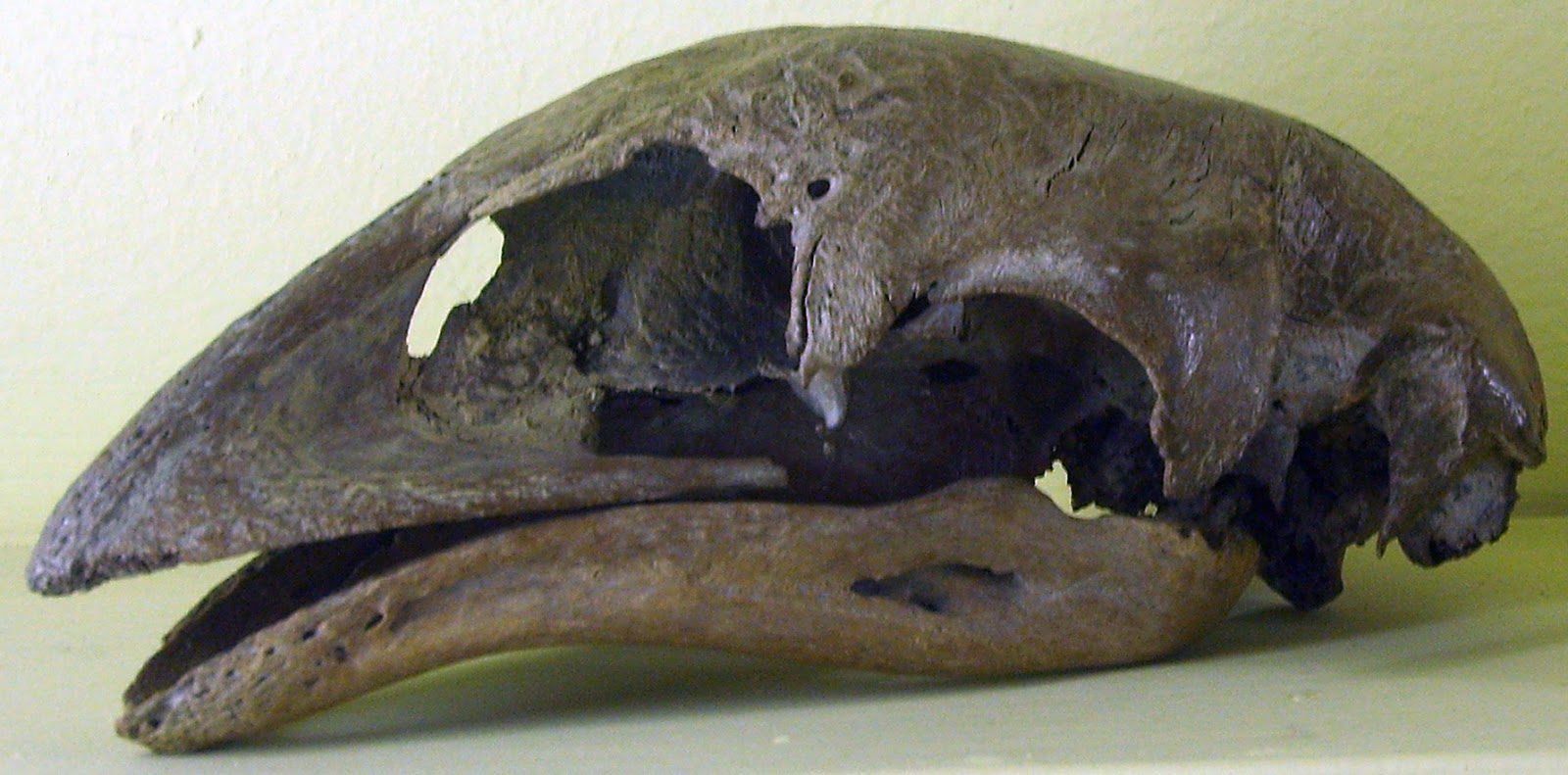 Extinction case study image