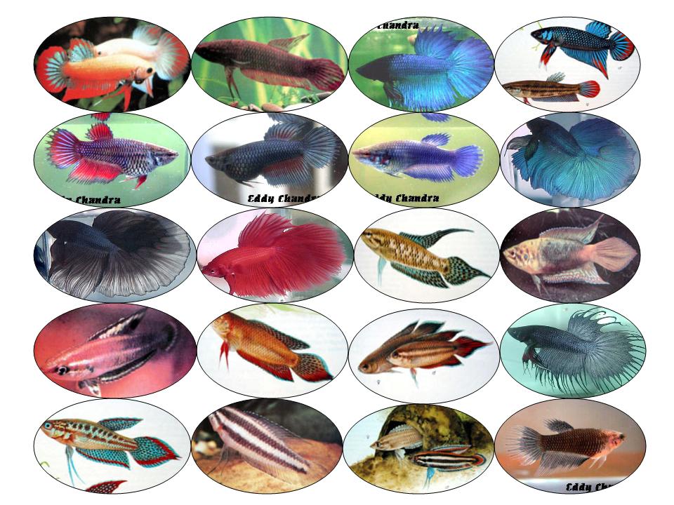 info budidaya ternak teknik pemijahan ikan cupang betta info budidaya ternak teknik pemijahan ikan cupang betta