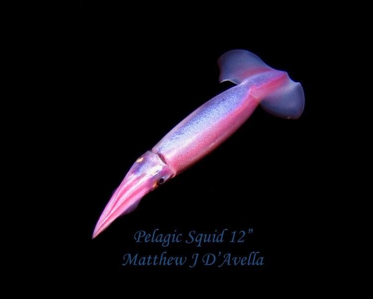 Pelagic Magic® Jack's Diving Locker