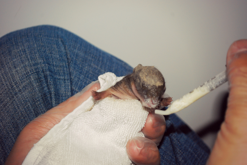 the boo and the boy newborn abandoned wild bunnies