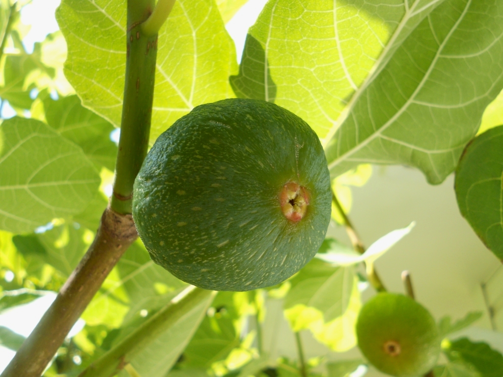 Snacking Squirrel August Fig Harvest
