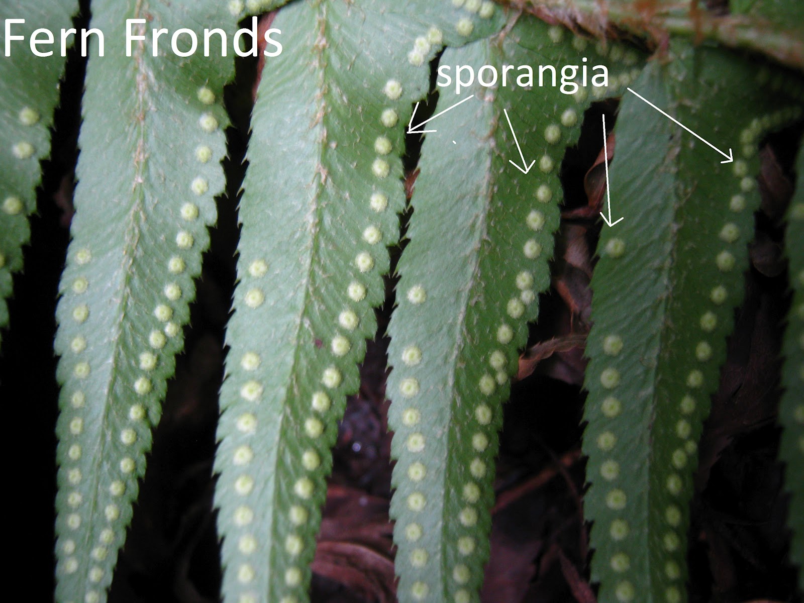 Jessica's wonderful world of plants Ferns