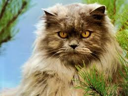 gato de angora
