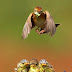 Awesome Bird Pictures by Indonesian Photographer