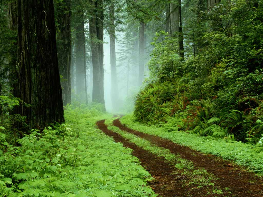 Download this Green Forest Best Wallpapers Images picture