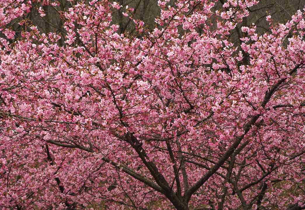 日本の里やさと 八郷 石岡市 河津桜 15 茨城県フラワーパーク Kawatu Sakura Flower Park In Yasato
