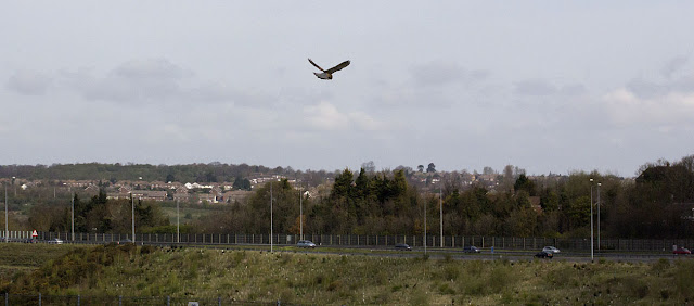 Kestrel, Falco tinnunculus. Nashenden Down Kent Wildlife Trust Nature Reserve, 14 April 2012. Kestrel, Falco tinnunculus. Nashenden Down Kent Wildlife Trust Nature Reserve, 14 April 2012.
