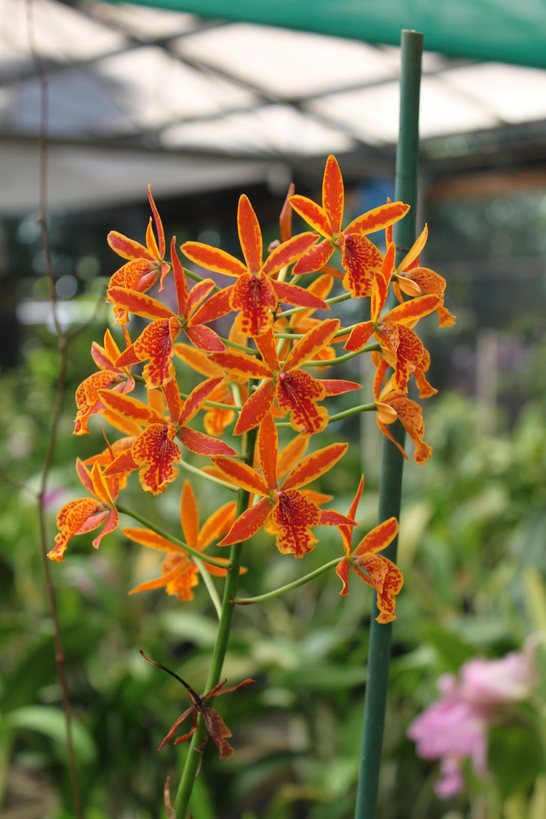 Main Street Florist Hawaii Orchid Nursery Tour