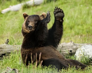 bear+waving.jpg