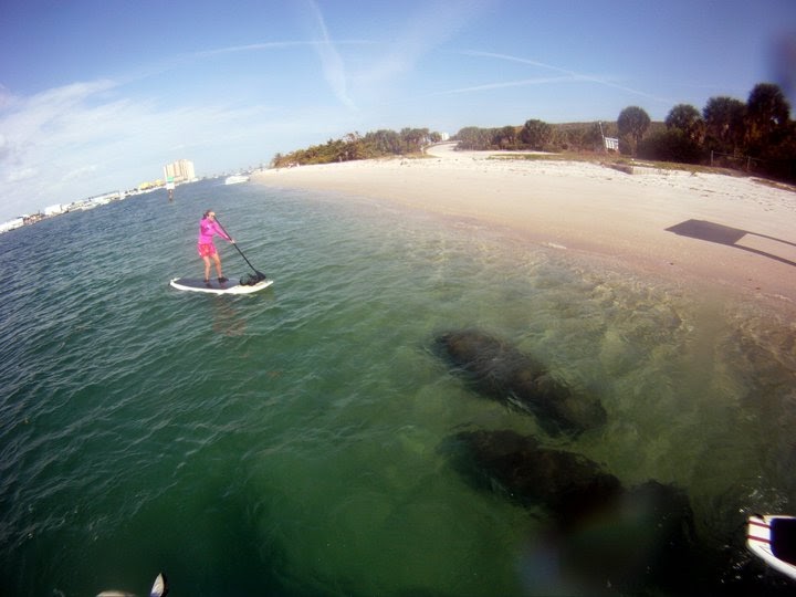 Paddleboard Excursions: Manatee Surprise!