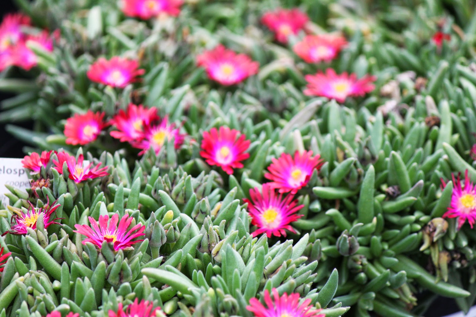 Savannah's Secret Gardens: New Exotic Plants @ Savannah's Secret Gardens!