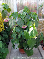 Dombeya wallichii