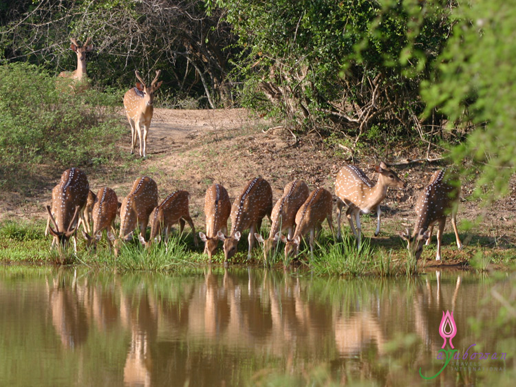 Kumana Forest