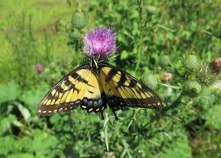 Eastern Black Swallowtail, Papilio polyxenes, Tuesday, August 04, 2015, 2:13:50 PM
