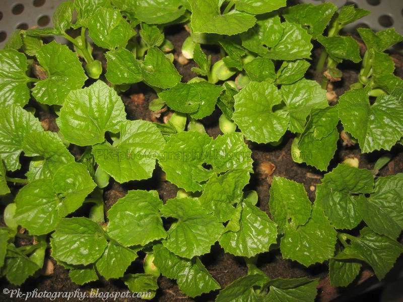 Bitter Melon Seedlings Nature, Cultural, and Travel Photography Blog