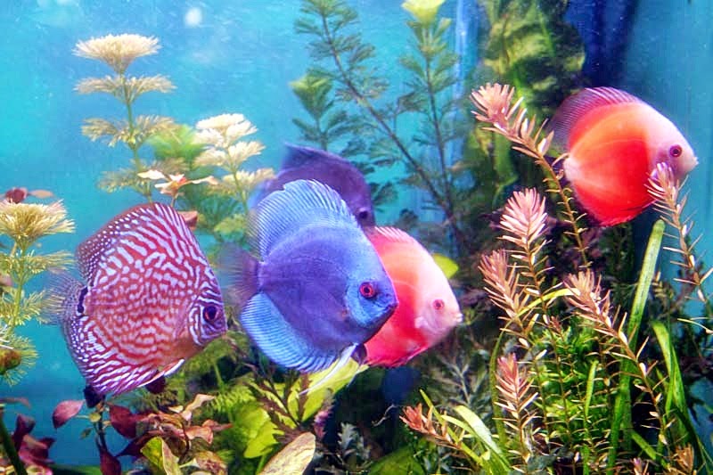 seluk beluk kehidupan bawah laut: Ikan Hias Air Tawar