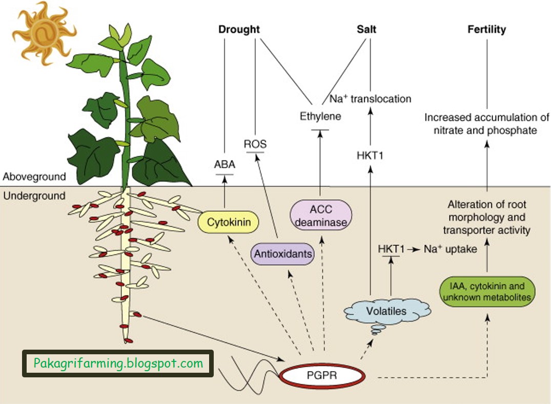 classification of biofertilizers pakagrifarming pakagrifarming plant classification chart